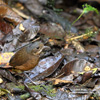 MOUSTACHED ANTPITTA (3xphoto)