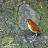 YELLOW-BREASTED ANTPITTA (5xphoto)