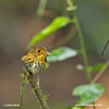 OCHRE-BREASTED ANTPITTA (5xphoto)