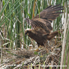 WESTERN MARSH-HARRIER (15xphoto)