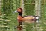 FERRUGINOUS POCHARD (4xphoto)