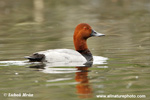 POCHARD (6xphoto)