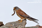 LESSER KESTREL (6xphoto)