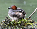 LITTLE GREBE (6xphoto)