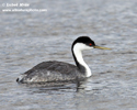 WESTERN GREBE (9xphoto)