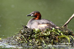 GREBES