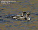 BLACK-THROATED DIVER (3xphoto)