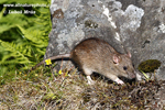 RAT (4xphoto)