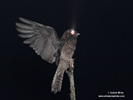 COMMON POTOO (5xphoto)