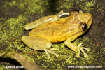 DENDROBATES SP (1xphoto)