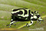 BLACK AND GREEN DART FROG (4xphoto)