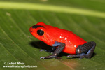 STRAWBERRY POISON DART FROG (7xphoto)