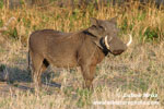 WARTHOG (8xphoto)