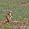 WHITE-TAILED PRAIRIE DOG (8xphoto)