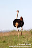 OSTRICH (5xphoto)