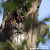 TAWNY OWL (2xphoto)