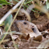 NORTHERN POCKET GOPHER (4xphoto)