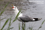 COMMON GULL (1xphoto)