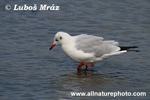 BLACK-HEADED GULL (3xphoto)