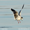 LITTLE GULL (7xphoto)