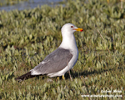 CALIFORNIA GULL (5xphoto)