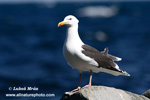 GREAT BLACK-BACKED GULL (4xphoto)