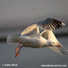 HERRING GULL (8xphoto)