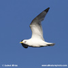 BLACK-LEGGED KITTIWAKE (3xphoto)