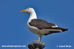 LESSER BLACK-BACKED GULL (3xphoto)