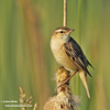 SEDGE WARBLER (4xphoto)