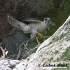 LANNER FALCON (5xphoto)