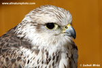 SAKER FALCON (1xphoto)