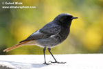 BLACK REDSTART (8xphoto)