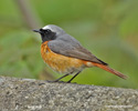 COMMON REDSTART (5xphoto)