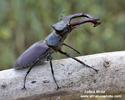 STAG BEETLE (7xphoto)