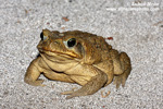 CANE TOAD GIAN MARINE (3xphoto)