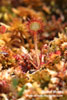 COMMON SUNDEW (2xphoto)