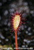 LOVE NEST SUNDEN-OBLONG-LEAVED SUNDEW (4xphoto)