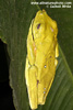 GLIDING TREE FROG (1xphoto)