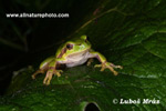 EUROPEN TREE FROG (3xphoto)