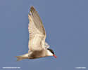 WHISKERED TERN (5xphoto)