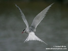 ARCTIC TERN (4xphoto)