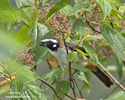 BLACK-WINGED SALTATOR (1xphoto)