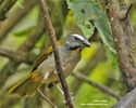 BUFF-THROASTED SALTATOR (2xphoto)