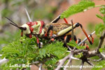 ARCIDIDAE SP (4xphoto)