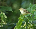 ICTERINE WARBLER (2xphoto)