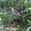 OLIVE-TREE WARBLER (1xphoto)