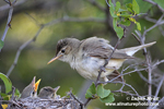 OLIVACEOUS WARBLER (5xphoto)