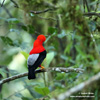 ANDEAN COCK-OF-THE-ROCK (10xphoto)