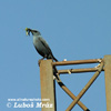 BLUE ROCK-THRUSH (2xphoto)